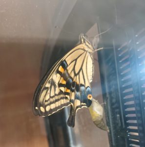 アゲハ蝶の幼虫を全力で育ててみた 自由研究 後編 自由研究lab 自由研究ラボ