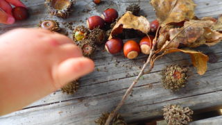 冷凍 煮沸 塩水 レンジ どんぐりの虫駆除を徹底比較 自由研究lab 自由研究ラボ